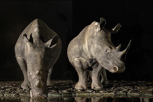 South Africa White rhinos drinking at a waterhole at night Spirits Print